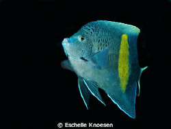Full frame by Eschelle Knoesen 